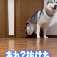 本犬も驚く柔軟さ♪