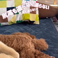 しっぽも振ってくれません！