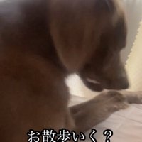 振り向き始める犬