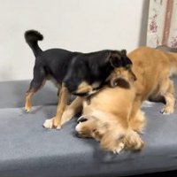 両者の力が互角に！！