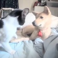 パンダちゃんとソラちゃん