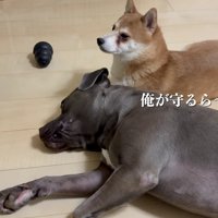 帰宅後も離れなかった