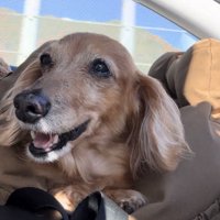 穏やかな表情で微笑む犬