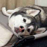 ハスキーのマーレちゃん