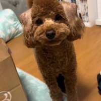 「モヒカン」をオーダー