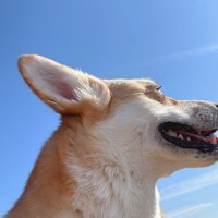 ニコニコ