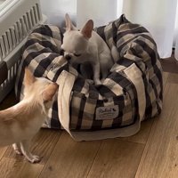 見つめ合う2匹