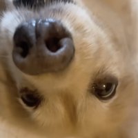 「眠すぎて…さんぽむり…」