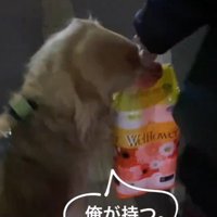 飼い主の手から荷物を受け取る犬
