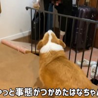 お兄ちゃんだとわかると、吠えて歓迎！