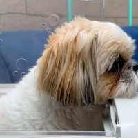 ガクブルなココちゃん