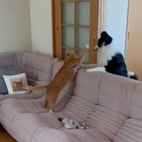 兄猫