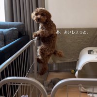 柵をよじ登る犬