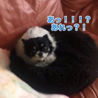 お姉ちゃんに気づいたちーちゃん