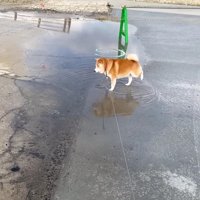 前足をブンブン！！