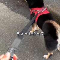 柴犬