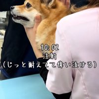 注射される犬