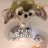 パック中の犬
