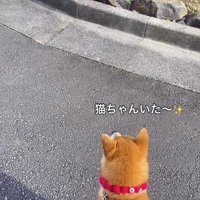 犬を見つめる猫
