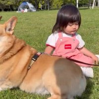 芝生で遊ぶ犬と女の子