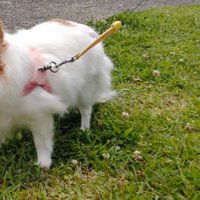 お散歩が苦手な玉緒さん