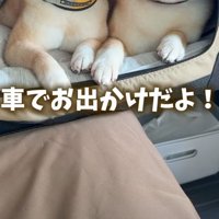 柴犬の前足