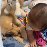 あしゅちゃんを見る赤ちゃん