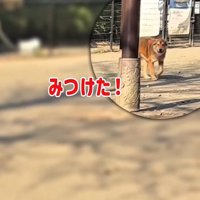 ママを見つけたラッキーくん