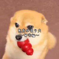 あずきちゃんの態度の違い3