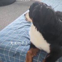 二度見するベルちゃん