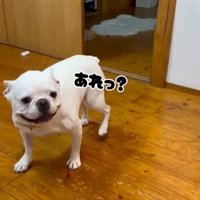 壁と同化したらコロちゃんは気づく？2