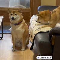 遊びに誘うあんずちゃん＆無視するしばお君