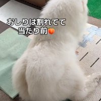 思わず二度見