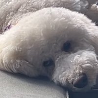 ジト目で飼い主を見つめる犬