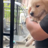 腕の中にいる子犬