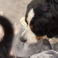 きなこちゃんがもなかちゃんの後を追って…