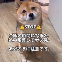 熱い眼差しでおねだり
