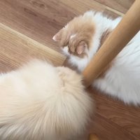 ポテチくんとレモンさんの再会9