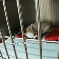 ケージの中で横たわる白い犬