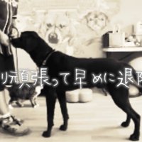 訓練に励む犬