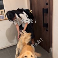 おもちゃをくわえる大型犬