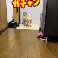 犬の目の前で閉まる玄関のドア