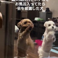 犬と泊まれるホテルへ