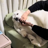犬の口に薬を入れる