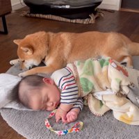 赤ちゃんの隣に座る柴犬