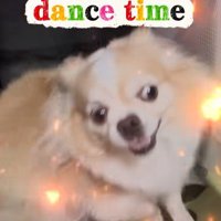 家族の帰宅を喜ぶひめちゃん3