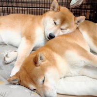 くっついてお昼寝中♡