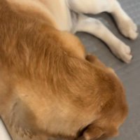 また横になるレイスくん