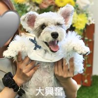 笑顔の小型犬