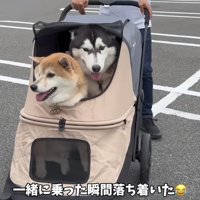 赤ちゃんみたいなおこめくん♡